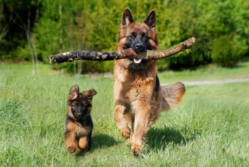 『244: Adding a New Dog to an Old Dog』のカバーアート