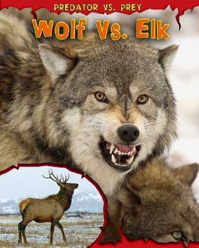 Wolf vs. Elk (Read Me!: Predator Vs. Prey)