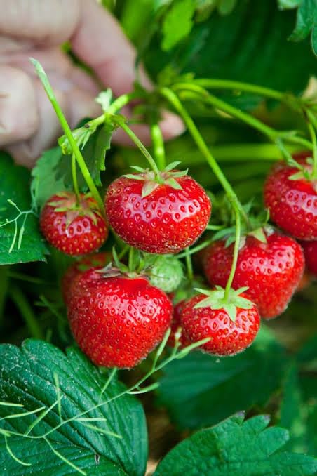 Image of Healthy Vibe Premium Everbearing Strawberry Plant - Sweet and Juicy Berries for Your Garden - Hardy and Easy to Grow - Perfect for Home Gardening