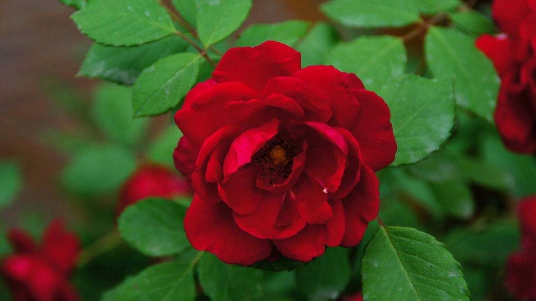 100 Pcs Climbing Colorful Rose Flowers Seeds for Garden Home Balcony Fences Yard Decoration Flowers Plants (Red)