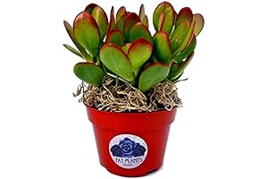 Live Horticulturally Enriching Unique Succulent 4" Plants