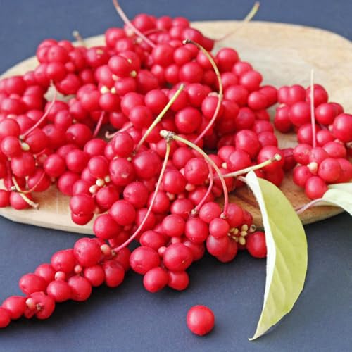 Semi di Schisandra - Schisandra chinensis - rampicanti resistenti semi di esotiche da balcone resistenti da frutto colonnare selvatiche 50pcs