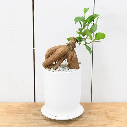 [観葉植物]ガジュマル(4号) (陶器鉢・受け皿付) [アイエヌエー]