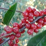 16-24" Tall Delightful Autumn Olive Rooted Plant 1 Year Old