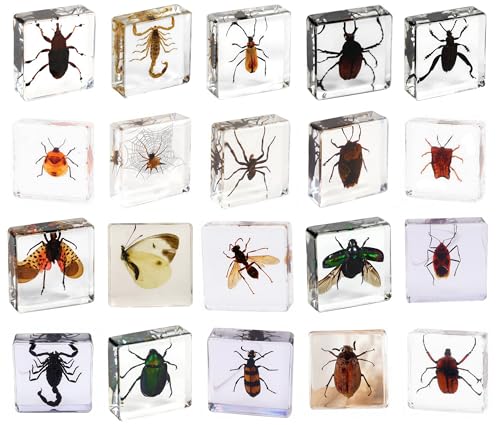Image of Bulk 20pcs Taxidermy Insects, Bug Specimens in Resin Preserved, Science Educational Classroom Specimens, Clear Acrylic Sealed for Closer-Look & Study, Unique Amazing Great Gift (1.5x1.5x0.55-inch)