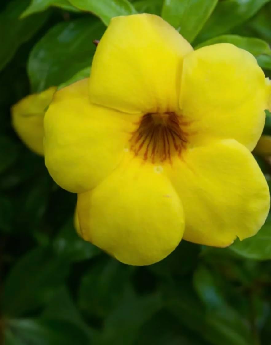 Allamanda Golden Trumpet - Pack of 2 Live Plants - 'Brown Bud' Hendersonii - 4-6 Inches Tall - Tropical Yellow Blooms, Great for Containers, Easy to Grow
