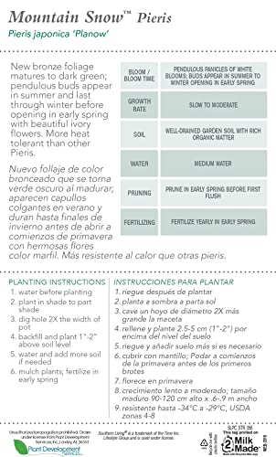 Mountain Snow Pieris (2 Gallon) Blooming Evergreen Shrub With White Flowers - Part Shade To Shade Live Outdoor Plant #TOP5