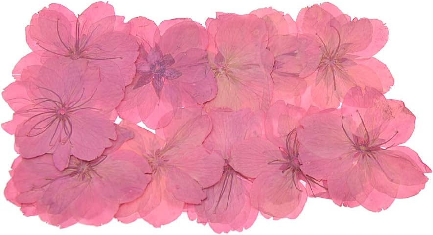 Viviseason ビビシーズン 12輪 花材 生花ドライ 押し花 爆売りセール開催中 桜 ピンク 生け花 飾り ハンドメイド クラフト おしゃれ 材料 北欧 インテリア
