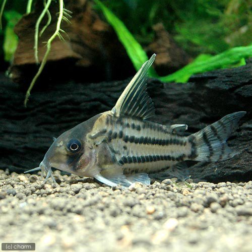 コリドラス スーパーシュワルツィの飼い方 飼育 混泳 大きさ 繁殖 種類 ミズムック