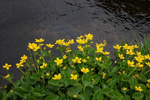 Lincolnshire Pond Plants Ltd - Marginal Aquatic Pond Plant - (Caltha Palustris) - 9cm