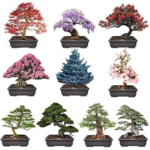 300+ Bonsai Tree Seeds – 10 Popular Varieties of Non GMO Heirloom Bonsai Seeds Red Maple, elm Tree, Blue Spruce, Black Spruce, Black Pine, Wisteria, Sakura, Flame Tree, Bauhinia, Dawn Redwood Cover