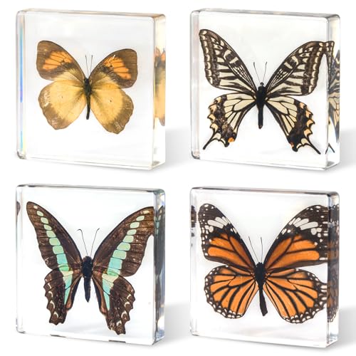 4-Pack Taxidermy Butterfly, Real Butterflies Specimens in Resin - Genuine Resin Butterflies Framed Display for Taxidermy Bugs, Oddities, Biology, Science & Home Decor (3x3x1 inch)