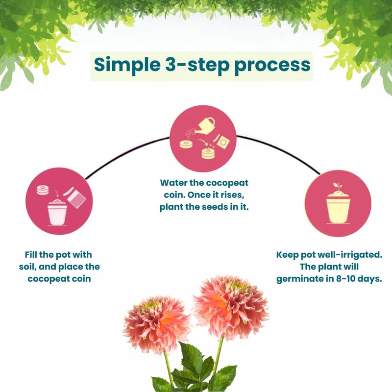 Pot and Bloom Dahila Flower Gardening Kit| Home Gardening| Includes- Dahila Seeds, Pot, Poting Mix(Soil & Fertilizer Mix), Plant Growth and Protection Spray, Cocopeat, Nutrition Powder| Return Gift| 1