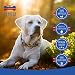 MERVELA Eierschalenpulver Hunde | 500 Gramm | Eiweißpulver | Eierschalen gemahlen | Kalzium für Hunde & Katzen | Eierschale | 100% natürlich | Hundefutter-Futterzusatz | Calcium Knochen & Zähne