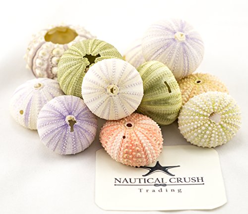 Nautical Crush Trading Sea Urchins Shells for Air Plants - 12 Assorted Imperfect Sea Urchin Shells - Hanging Air Plant Holder - Air Plants Live Holders - Air Plant Pot - No Plants Included