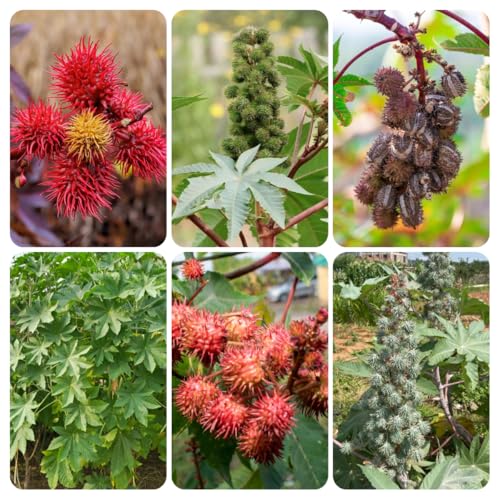 wunderbaum rizinus - balkon garten winterhart outdoor 25samen