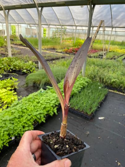 Amazon.com : 2 Asiatica Purple Crinum Lily Plants in 4 inch pots : Patio,  Lawn & Garden