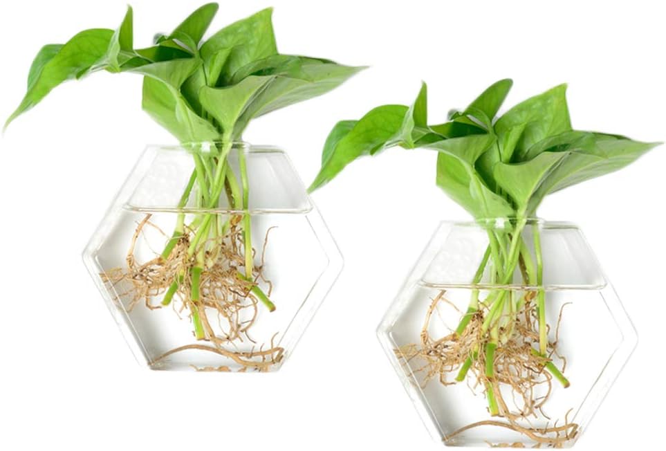 KYMAKE Pack of 2 Hexagon Shape Wall Hanging Clear Glass Plant Terrariums (Hexagon Shape - 2 Pack)