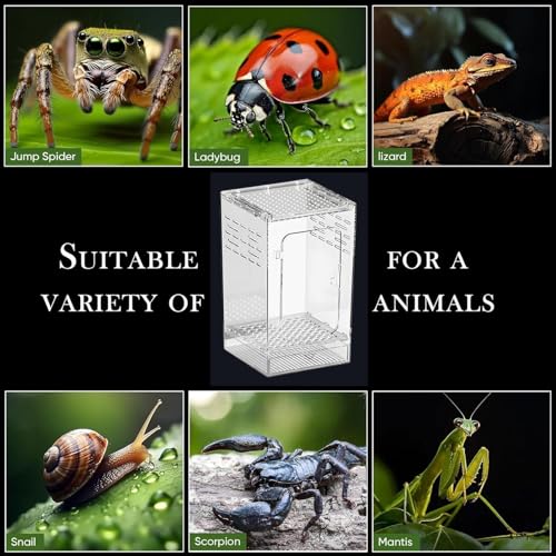 Terrarium araignée sauteuse de qualité supérieure enclos clair pour lézard