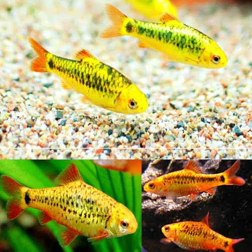 Aquaticheavens Gold Barb (Pack of 6 Fish) - Aquarium Exotic Freshwater Live Fish