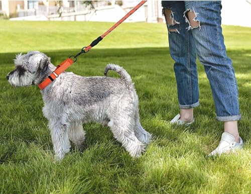 Martingale Hundehalsband, Weiches Reflektierendes Halsband für Mittlere und große Größen (Orange, M)