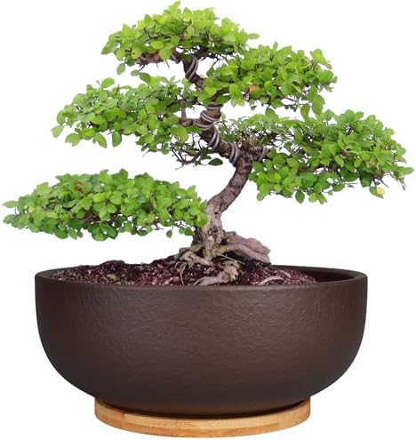 SQOWL 10 Inch Large Terracotta Planter Pot,Clay Succulent Bonsai ...