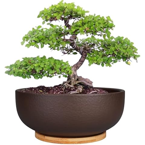 SQOWL 10 Inch Terracotta Planter Cover