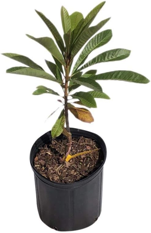 Mamey Sapote Lorito Tree, Grafted, 3-Gal Container from Florida