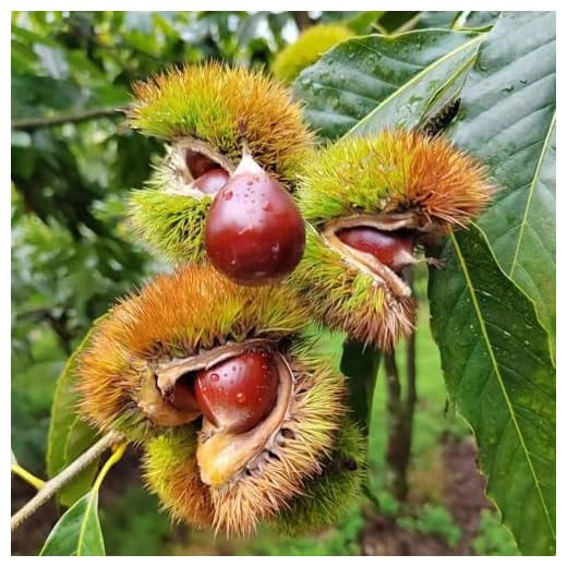 Comprar semillas de castaño, semillas de castaño - mini jardín, árbol bonsái real Semillas de castaño, Comprar árboles, bonsais de interior bonsais Las plantas de hoja perenne son 12pcs