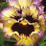 Eden Brothers Pansy Seeds - Frizzle Sizzle Lemonberry