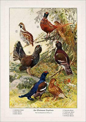 Kunstdruckdes Weidmann Vogelkunde 14 Chicken Auerhahn Pheasant Hen Poacher A3 453