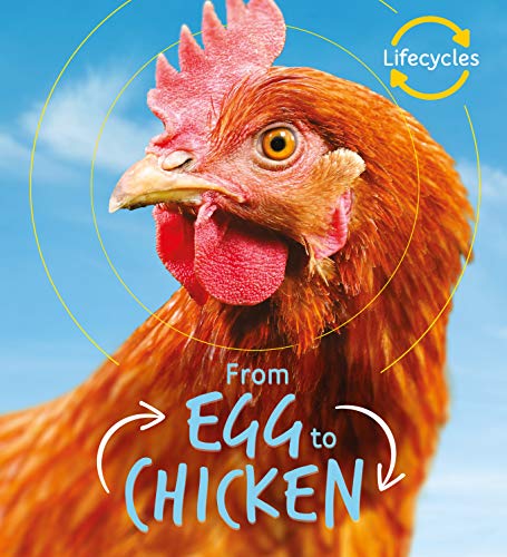 Lifecycles Egg To Chicken
