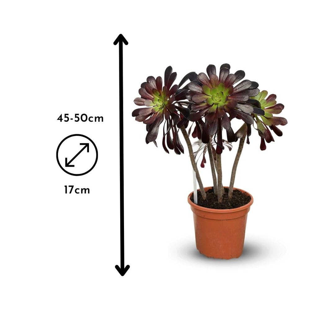 Attitude Jardin – Aeonium – 45-50 cm – ⌀ 17 cm – Kakteen und Sukkulenten