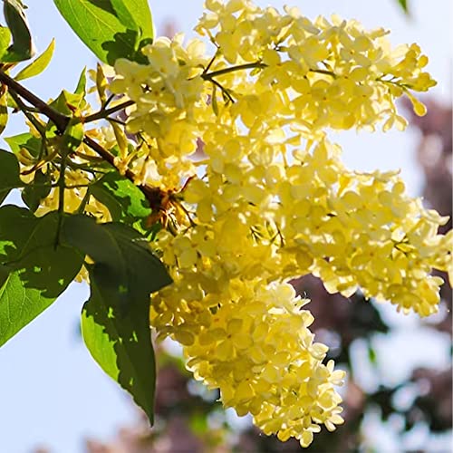 Qauzuy Garden 50 Yellow Lilac Seeds Bloom Perennial Fragrant Flower Shrub Bush Accent Plant Striking Privacy Screens Very Hardy Low-Maintenance #TOP3
