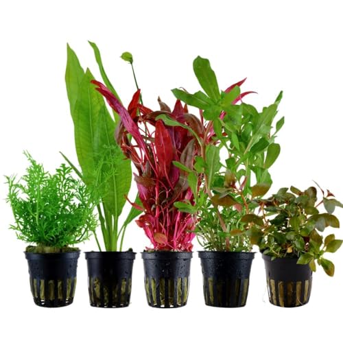 AquaOne Plantas de Acuario I 5x Set de Plantas Acuáticas I Plantas de Fondo para Acuarios I Ammannia Echinodorus Ludwigia Ceratopteris Alternanthera I Set de 5 Plantas de Fondo