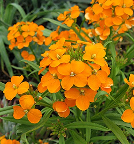 50 Cheiranthus Allionii Orange Seeds - Siberian WallFlower - Perennial Seeds