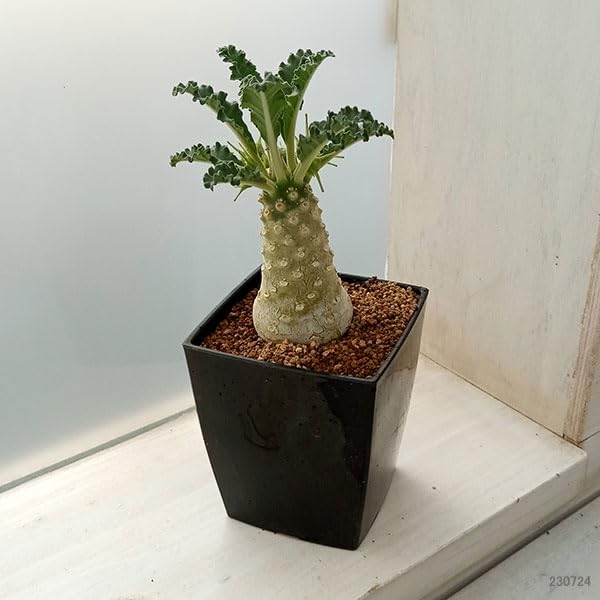 Amazon｜ドルステニア：ラブラニー 7cm角鉢[塊根植物]｜観葉植物