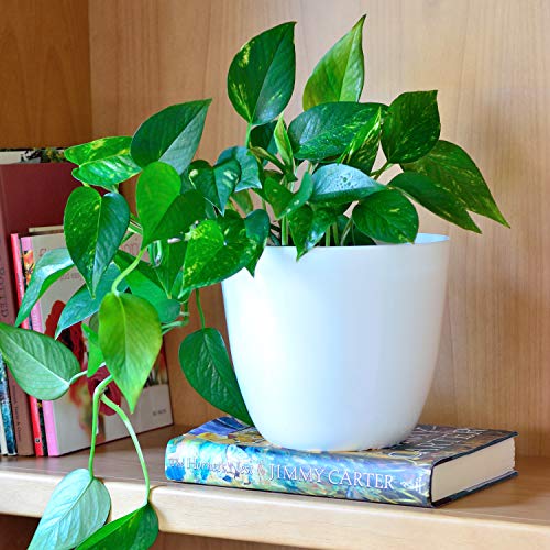 Youngever 6 Pack 20CM Plastic Planters Indoor Flower Plant Pots - Image 3