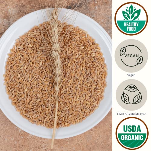 Organic Hulled Barley Grain (5Lb) Be Still Farms - Whole Barley Groat Seeds Bulk - Great For Soup, Flour, Cereal, Home Brewing, Grinding - High In Fiber | Usa Grown | Usda Certified | Vegan | Non-Gmo #TOP1