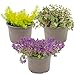 Produktbild Bloomique - 3er-Mix - Sedum - Fetthenne - Gartenpflanzen - Winterhart - Immergrün - 10-15 cm Hoch - Topf 14 cm