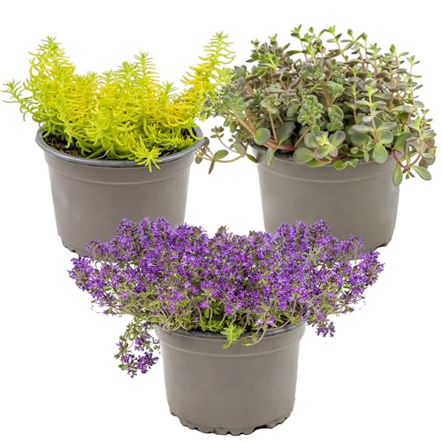 Sedum