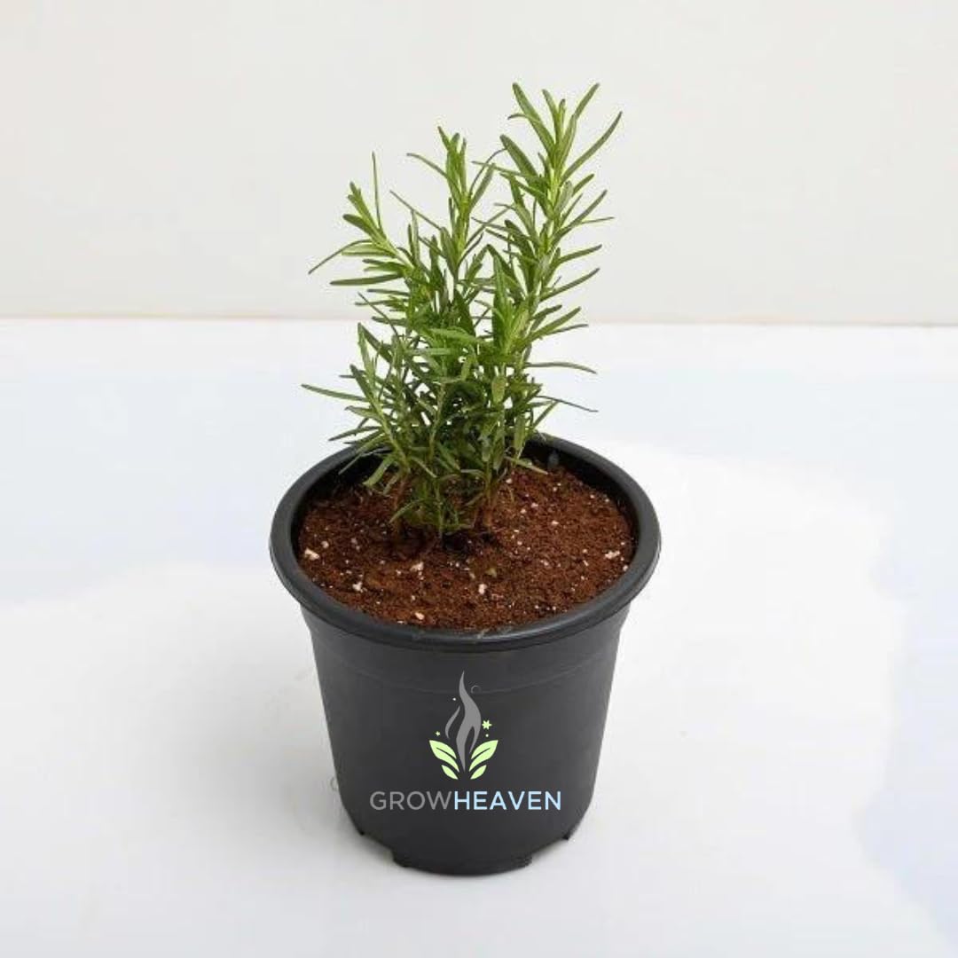 Live Herb Rosemary Plant Ornamental, Mosquito Repellent, A Wonderful Herb for Any Kitchen Garden, Stop Hair Falling Medicinal Plant (Rosemary Plant) (B0DFVPVD6R) Amazon Price History, Amazon Price Tracker