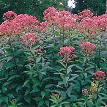 Park Seed Butterfly Weed Seeds – Pack of 500 Seeds, Bright Orange Blooms, Native Perennial, Attracts Pollinators, Drought Tolerant, Perennial Plant of The Year 2017