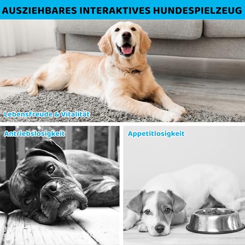 Ausziehbare Flirt Pole Reizangel für Hunde mit 2 Knoten & Robustem Seil, Baseball Stil Verstellbarer Flirtstock für Haustier Interaktives Jagdtraining Bewegungsspiel Indoor Outdoor Hundespielzeug