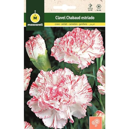 Mascarell Semillas, CLAVEL CHABAUD ESTRIADO, Semillas Flores Exterior para Decoración, 0,4 Gramos