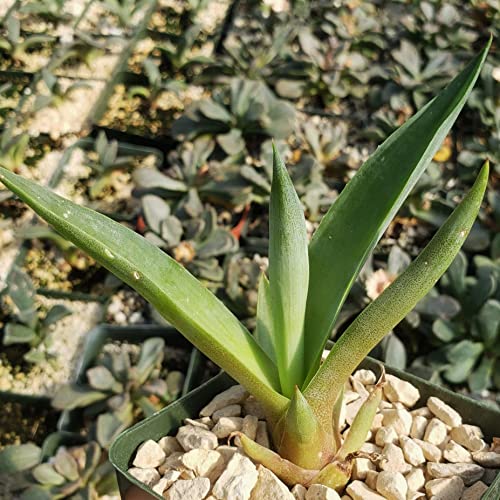 Agave Desmettiana Cacti Cactus Succulent Real Live Plant #TOP7