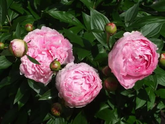 Sarah Bernhardt Potted Peony, 2-3 Eye, in Trade one Gallon Container (0.667 gallons of Dirt)