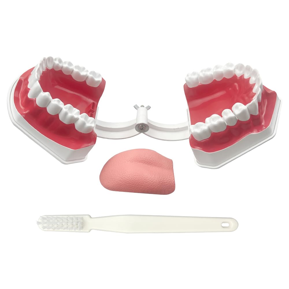Youya Modèle de dents 2 fois de grandes tailles, modèle d'enseignement dentaire avec brosse à dents et langue pour enfants