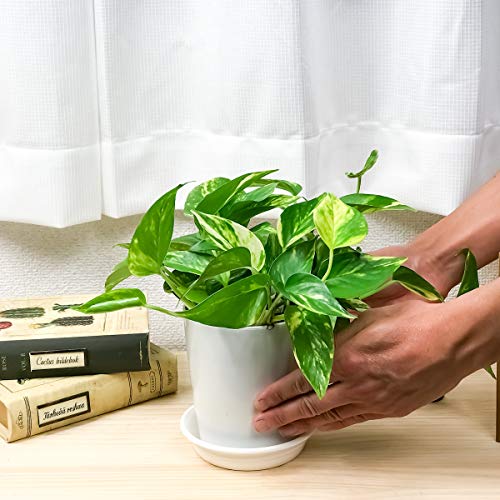 ポトスの育て方 植物ノート