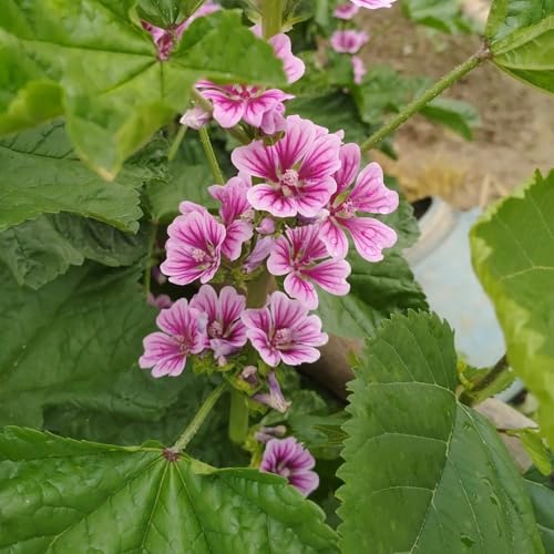 Semillas de malva, semillas de jardín para lugares soleados regalos para jardineros verano cobertura del suelo 500pcs